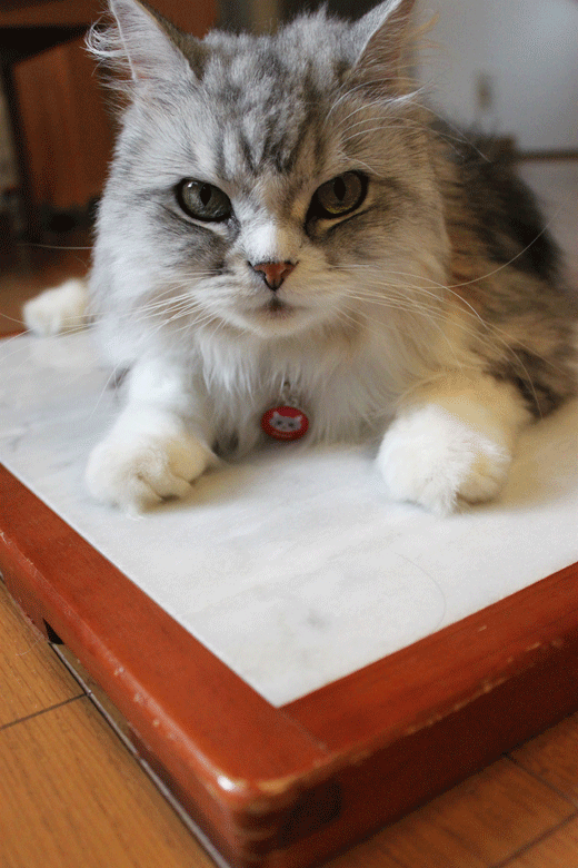 大理石ボードの上で放熱する猫